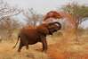 Tsavo National Park, Kenya